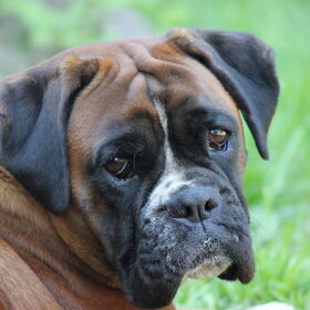Hondenfoto van Ziva †, Bullie †, en Bandhu