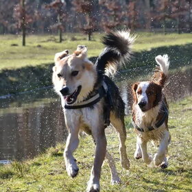 Hondenfoto van Tamara - Abby, Anna, Jamie, Aylin & Suki