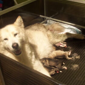 ons nanou toen nog bezig met bevalling al 5 pups 2reuen 3 teefkes