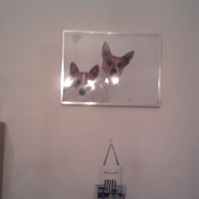 Hondenfoto van nora jazzy en poppy