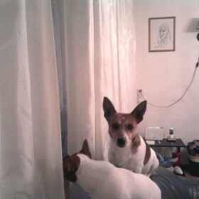 Hondenfoto van nora jazzy en poppy