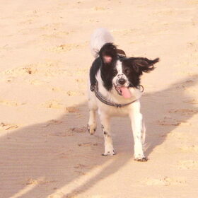 Hondenfoto van Angelique; Bruno, Charlie & Fenna  