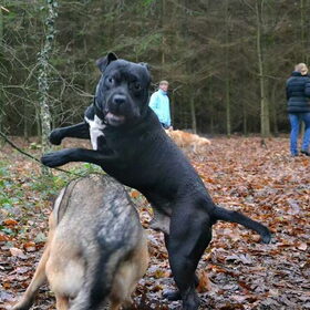 Hondenfoto van Femke & Storm