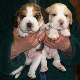Toen we nog puppy waren ...