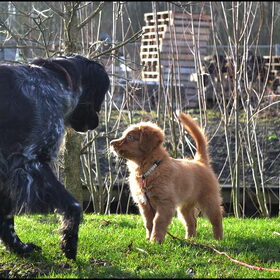 Hondenfoto van Maks met Fenna & Yuna