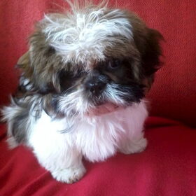 Mooi puppy portretje!
