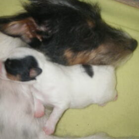 Hondenfoto van Alicia & Chicky & Rebel