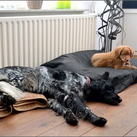 Hondenfoto van Maks met Fenna & Yuna