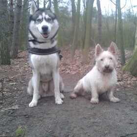 Hondenfoto van Tiffani & Pepper 
