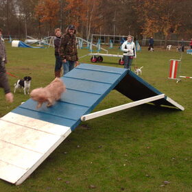 Hondenfoto van liesbeth,Turbo,Luna, Levi en Faith