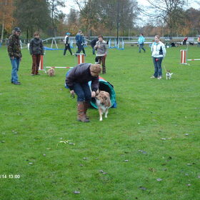 Hondenfoto van liesbeth,Turbo,Luna, Levi en Faith
