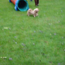 Hondenfoto van liesbeth,Turbo,Luna, Levi en Faith