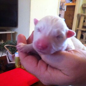 Puppy Zabou. Geboren op 8 December 2014