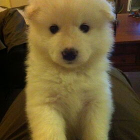 Puppy Zabou word al een echte Dame!