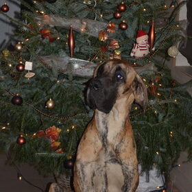 Hondenfoto van Of Devoted Dogs 