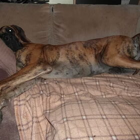 Hondenfoto van Of Devoted Dogs 
