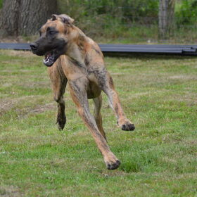 Hondenfoto van Of Devoted Dogs 