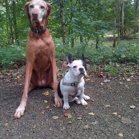Hondenfoto van Lilly & Csoki