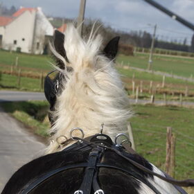 Hondenfoto van Tamara,Kallista & Marcel, Hercule †, Yordi †