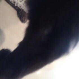 Hondenfoto van Amy & Boefke