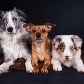 Hondenfoto van team border lolly