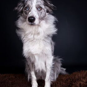 Hondenfoto van team border lolly