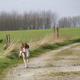 Hondenfoto van Tamara,Kallista & Marcel, Hercule †, Yordi †