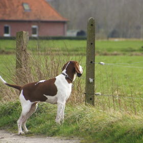 Hondenfoto van Tamara,Kallista & Marcel, Hercule †, Yordi †