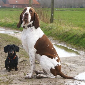 Hondenfoto van Tamara,Kallista & Marcel, Hercule †, Yordi †