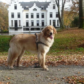 10 maanden