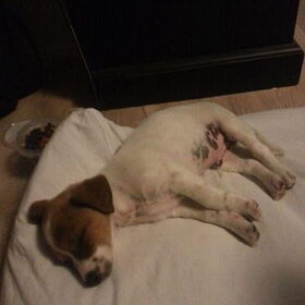 Hondenfoto van Romeo en Rocky