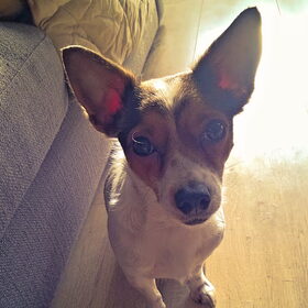 Hondenfoto van Romeo en Rocky