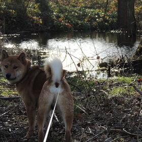 Hondenfoto van Rana & Koji