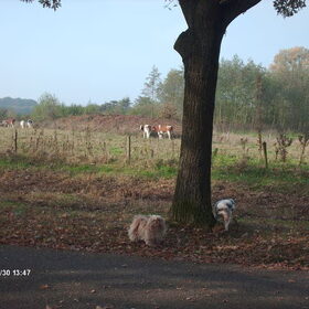 Hondenfoto van liesbeth,Turbo,Luna, Levi en Faith