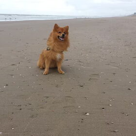Hondenfoto van Melisa & Mylo