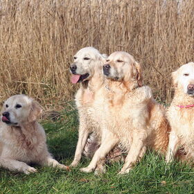 Hondenfoto van Golden Girls 