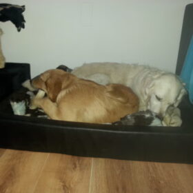 Hondenfoto van Golden Girls 