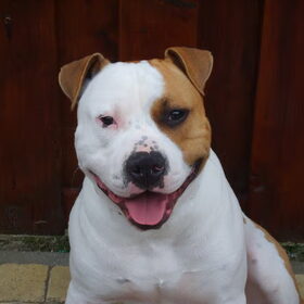 Hondenfoto van Drago uit Zutphen ( Amstaff )