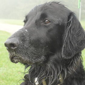 Hondenfoto van Liza, (Chiva) Lexi & Elza 