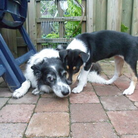 Hondenfoto van Liza, (Chiva) Lexi & Elza 