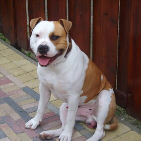 Hondenfoto van Drago uit Zutphen ( Amstaff )