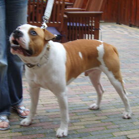 Hondenfoto van Drago uit Zutphen ( Amstaff )