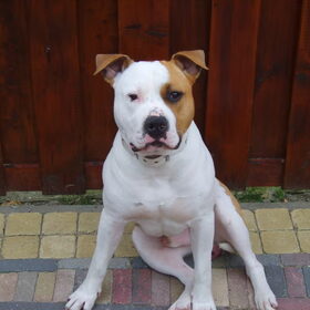 Hondenfoto van Drago uit Zutphen ( Amstaff )