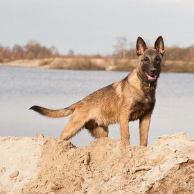 Hondenfoto van De Mecheltjes clan