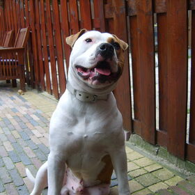 Hondenfoto van Drago uit Zutphen ( Amstaff )