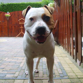 Hondenfoto van Drago uit Zutphen ( Amstaff )