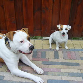 En hier is Drago met zijn beste vriendin Daisy. Daisy is een…