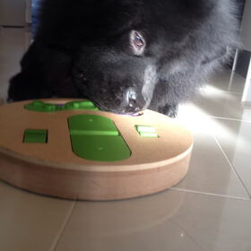 Hondenfoto van Amy & Boefke