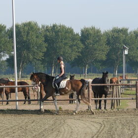 Hondenfoto van Eef en Tjibbe