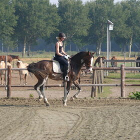 Hondenfoto van Eef en Tjibbe